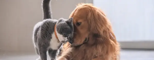 Ils s'en lèchent les babines !